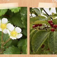ワイルドストロベリー,庭の画像