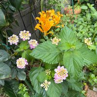 マツバボタン,ランタナ,ミニバラ,リコリス（彼岸花）,季節の花を楽しむの画像