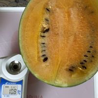 スイカ,ネコ,スイカの収穫記録,家庭菜園,庭の画像