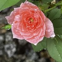 ミニバラ,ミニバラ,今朝の庭,花に癒されて,花友さんにエールの画像