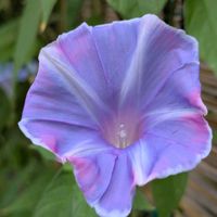 寄せ植え,花壇,ガーデニング,か〜わい〜,家庭菜園の画像