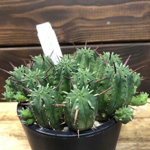 多肉植物,鉢植え,ユーフォルビア,塊根植物,緑のある暮らしの画像
