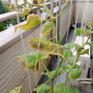 キュウリ,水耕栽培の画像