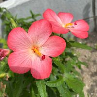 アベルモスクス(アカバナワタ),ナチュラルガーデン,種まきっ子,お庭の花たち,花と暮らすの画像