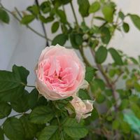 キキョウ,ブルーデージー,バラ アイスバーグ,パシュミナ,バラ(赤)の画像