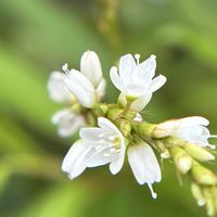 ツユクサ,ミント,カルーナ,シロバナサクラタデ,雑草の画像
