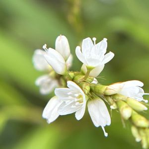 ツユクサ,ミント,カルーナ,シロバナサクラタデ,雑草の画像