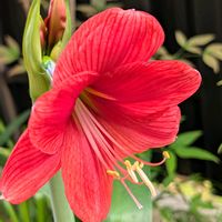 アマリリス,アマリリス,アマリリス咲いた,庭の画像