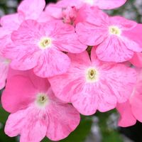 バーベナ,木曜日は桃色,ほんわか♥️ほんのり,花咲く乙女たち♡,庭の画像