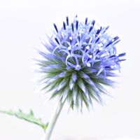 ルリタマアザミ,ルリタマアザミ,ルリタマアザミ,丸い花,キク科の画像