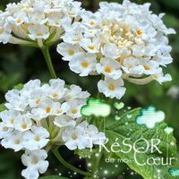 ブーゲンビリア,スーパーランタナ,スーパーランタナ ムーンホワイト,白い花,花のある暮らしの画像