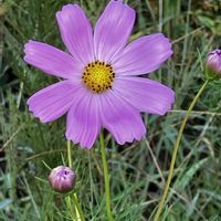 コスモス,コスモス,花に癒されて,花友さんにエール,いいねをありがとうございます¨̮♡︎の画像