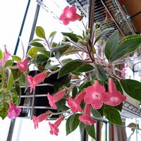 サンスベリア,サンスベリア スプーンリーフ,観葉植物,イワタバコ科,新潟県の画像