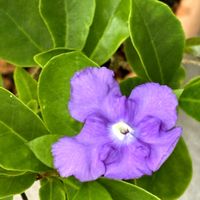 サルスベリ,ニオイバンマツリ,百日紅（サルスベリ),匂蕃茉莉(ニオイバンマツリ),サルスベリ ブラックリーフダイヤモンド ベストレッドの画像