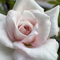 キキョウ,薔薇,桔梗,ブリリアント・ピンク・アイスバーグ,桔梗(ききよう)の画像