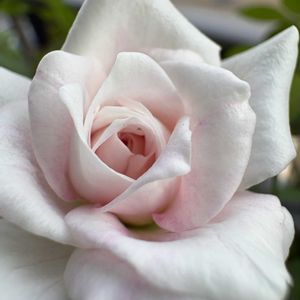 キキョウ,薔薇,桔梗,ブリリアント・ピンク・アイスバーグ,桔梗(ききよう)の画像