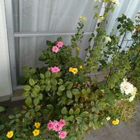 ミニバラ,ミニバラ鉢植え,バルコニー/ベランダ,ベランダの画像