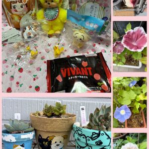 アサガオ,スタペリア 犀角,多肉植物,ポケモン,ありがとう♡の画像