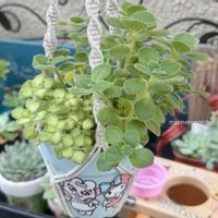 アロマティカス,白絹姫,アロマティカス　ライムシャワー,多肉植物,いい香りの画像