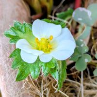 イチゴ,いちご,白い花,平和を願う☆,小さな庭の画像