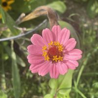 ジニア,ヒャクニチソウ,初めての花♡,放置栽培,神奈川県の画像