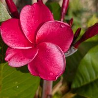 鉢植え,大好きな花,花のある生活,自宅の花,可愛い花の画像