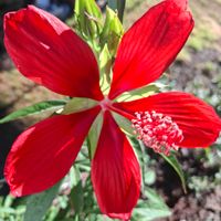 モミジアオイ,モミジアオイ,ランタナ,ランタナ,くすのき クスノキ 楠の画像