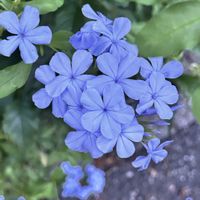 ルリマツリ,GSのみなさんに感謝♡,小さな幸せ♡,医療従事者に感謝,Global peaceの画像
