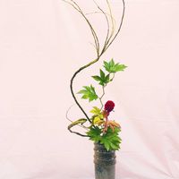 ケイトウ,キイチゴ,石化柳,キイチゴ ベビーハンズ,ケイトウ（鶏頭）の画像