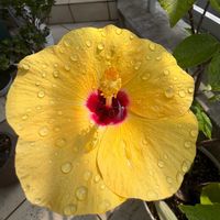 ハイビスカス,ガーデニング,ばら バラ 薔薇,庭の画像