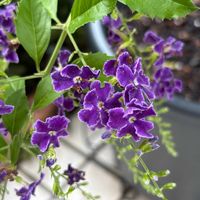 デュランタ 宝塚,ガーデニング,紫の花,花のある暮らし,小さな庭の画像