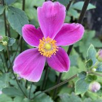 シュウメイギク,花のある暮らし,おうち園芸,木曜日は桃色,花咲く乙女たち♡の画像