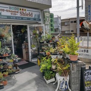 多肉植物,ウラボシ科,ビカクシダ属,食中植物,塊根の画像