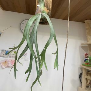 ビカクシダ ウィリンキー, ビカクシダ,ビカクシダ板付の画像