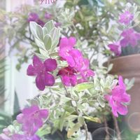 ジュズサンゴ,レウコフィラム,斑入り  ジュズサンゴ  絣,シルバーリーフ, ゴマノハグサ科の画像