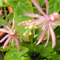 トケイソウ,トケイソウ,庭の花,花のある暮らし,小庭の画像