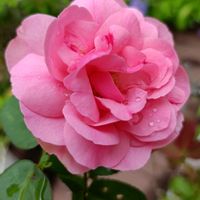 鉢植え,ピンク,癒し…♡,かわいらしい,おうち園芸の画像