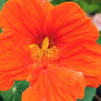 観葉植物,はなはな,花のある暮らし,花の写真,花のある生活の画像