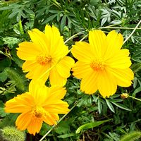 キバナコスモス,散歩の途中の画像