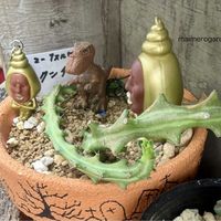 ユーフォルビア　クンチー,ユーフォルビア,こびとづかん,KOHリメ鉢,みたりんさんありがとうの画像