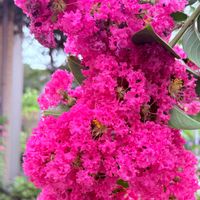 サルスベリ,ペチュニア,木曜日は木に咲く花,木曜日は桃色,つなぐ、つながるの画像
