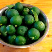 すだち,スダチ,鉢植え,秋の味覚,柑橘の画像