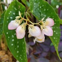 アルストロメリア,木立ベゴニア,オキザリストライアングラリス,花友さんに感謝の画像