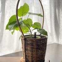 ウンベラータ,ウンベラータ,フィッカス ウンベラータ,観葉植物,リビング・ダイニングの画像