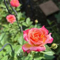 玄関アプローチの画像