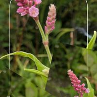 オオケタデ,ガーデニング,花のある暮らし,小さな庭,庭の画像
