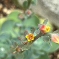 エケベリア,七福神,七福神,ベンケイソウ科,散歩道の花の画像