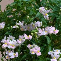 ネメシア,ネメシア,大好き,癒し,花のある暮らしの画像