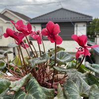 シクラメン,平和を願う☆,いつまでも友達でいよう♡,バルコニー/ベランダの画像