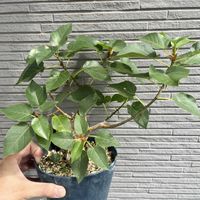 フィカス・パルメリー,フィカス　ぺティオラリス,観葉植物,フィカス属の画像